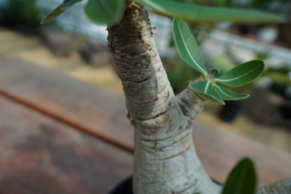 パキポディウム エブレネウム Pachypodium eburneum No.2 | man
