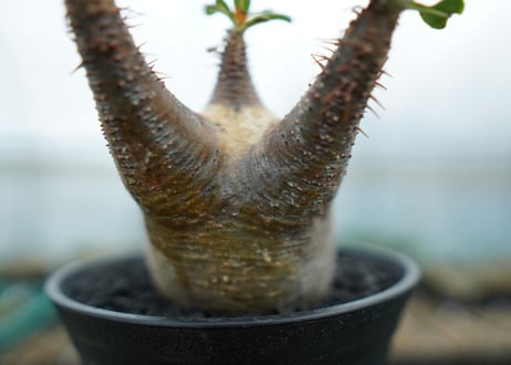 パキポディウム　グラキリス　 Pachypodium Gracilius  No.4
