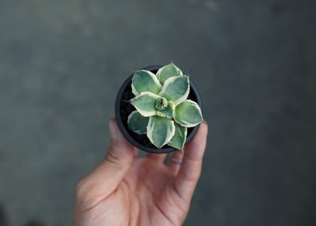 【抜き苗】アガベ　クリームスパイク　Agave Cream Spike