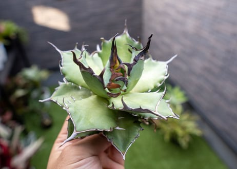 Agave ハデス 黒獄 A  NO.2