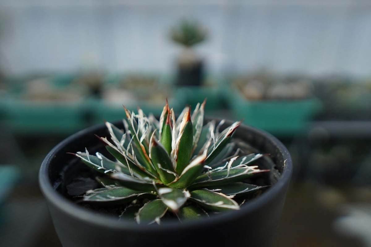 アガベ フィリフェラ シディゲラ agave filifera ssp. schidigera