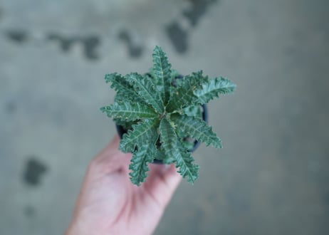 ドルステニア ラブラニー Dorstenia lavrani