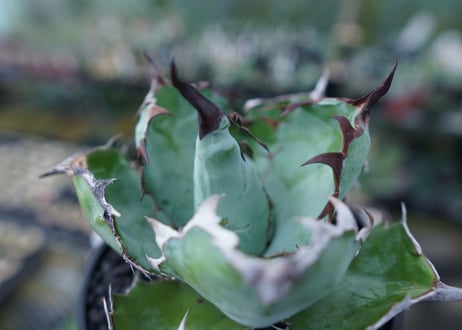 アガベ　チタノタ　 ブラックアンドブルー 　Agave titanota black and blue　No.1