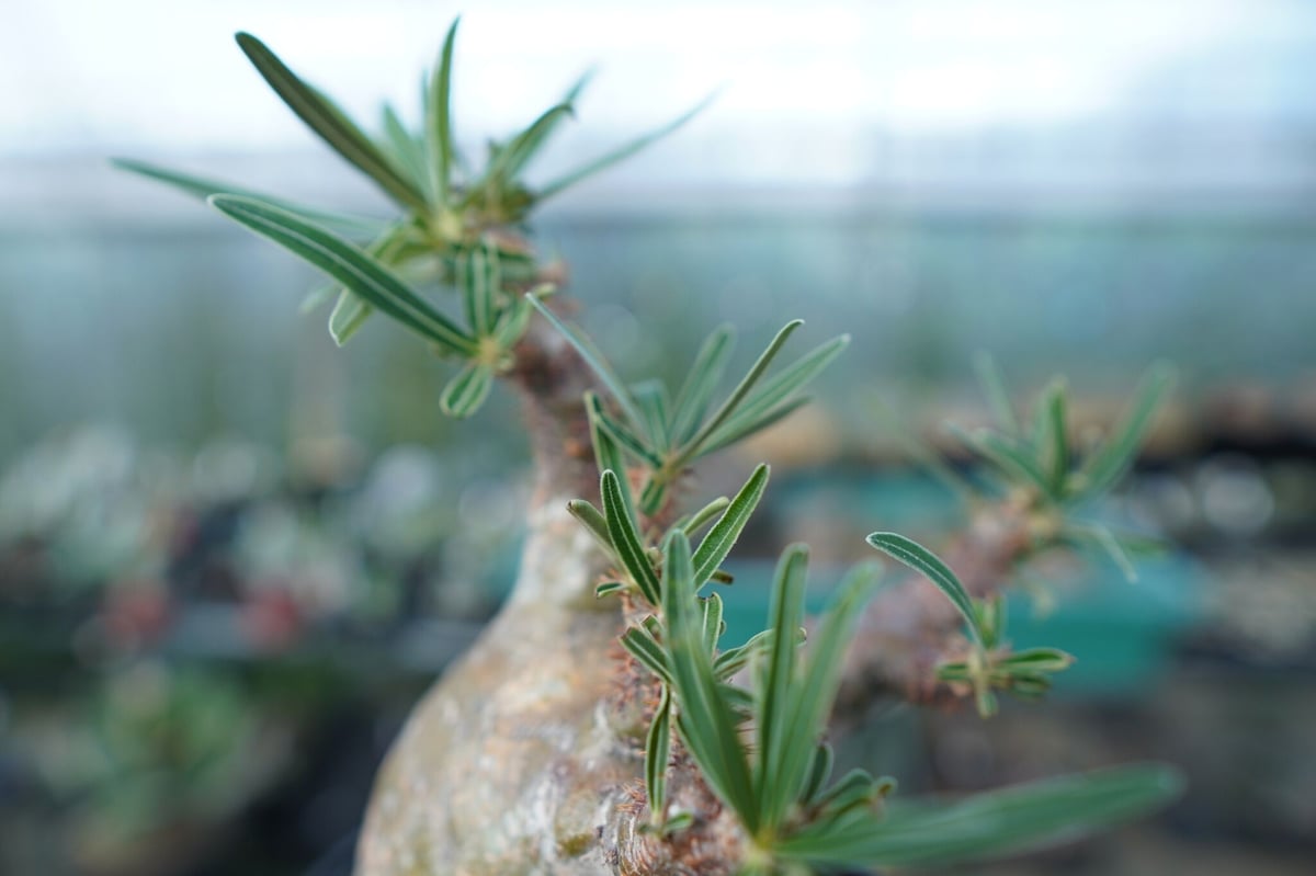 ぴっころです。 グラキリス Pachypodium gracilius ⑤ パキポディウム グラキリス Pachypodium gracilius 発根済 (gk-45