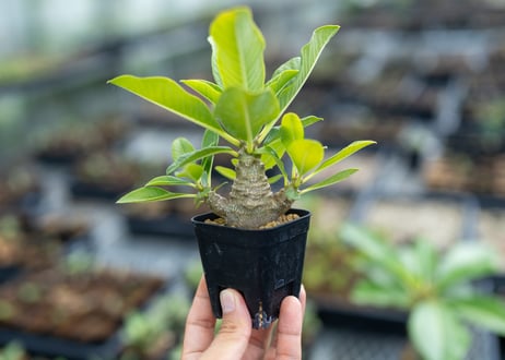 CATEGORY コーデックス | mana's farm:塊根植物・アガベ・ドライ