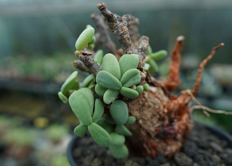 ケラリア ピグマエア Ceraria pygmaea No.3 | mana's farm:塊