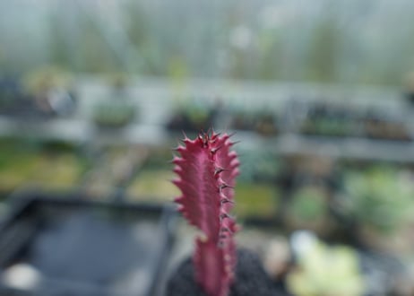 ユーフォルビア　紅彩雲閣　Euphorbia trigona f. rubra　No.1