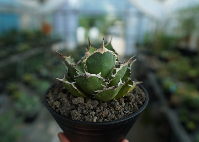 アガベ チタノタ FO-76 agave titanota FO-76 No.2 | ma