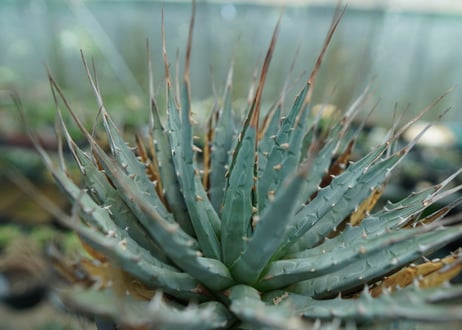 アガベ　ユタエンシス　Agave uthaensis　No.5