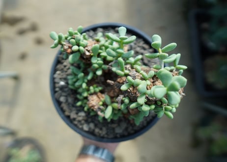 ケラリア　ピグマエア　Ceraria pygmaea 　No.10