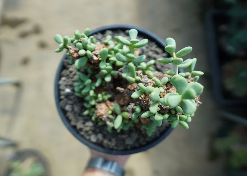 ケラリア ピグマエア Ceraria pygmaea No.10 | mana's farm