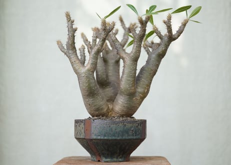 Pachypodium makayense