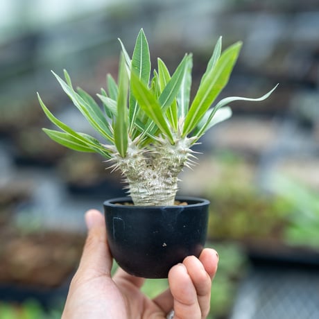 ロスラーツム | STORES