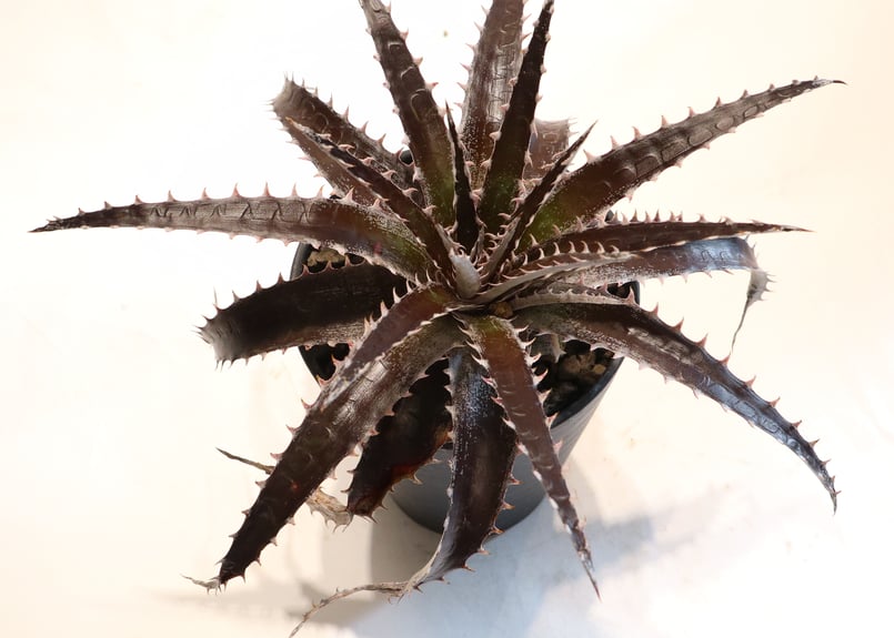 Dyckia Maroon star X HH | mana's farm:塊根植物・アガベ・