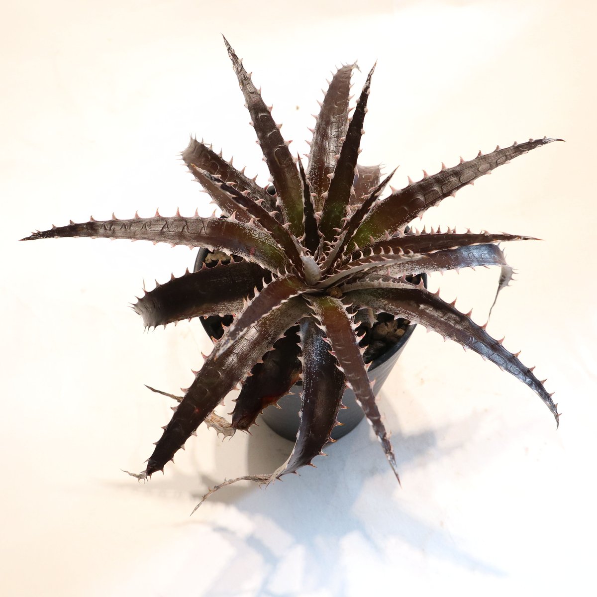 Dyckia Maroon star X HH | mana's farm:塊根植物・アガベ・