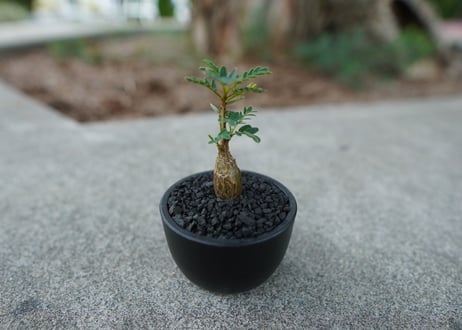 【沖縄実生株】センナ　メリディオナリス　Senna meridionalis  No.2