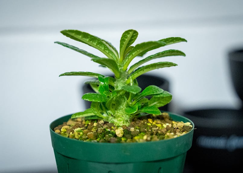 くまたそ【レア/塊根植物】ドルステニア ギガス 11 ドルステニア ギガス ブラータ Dorstenia gigas f. bullata