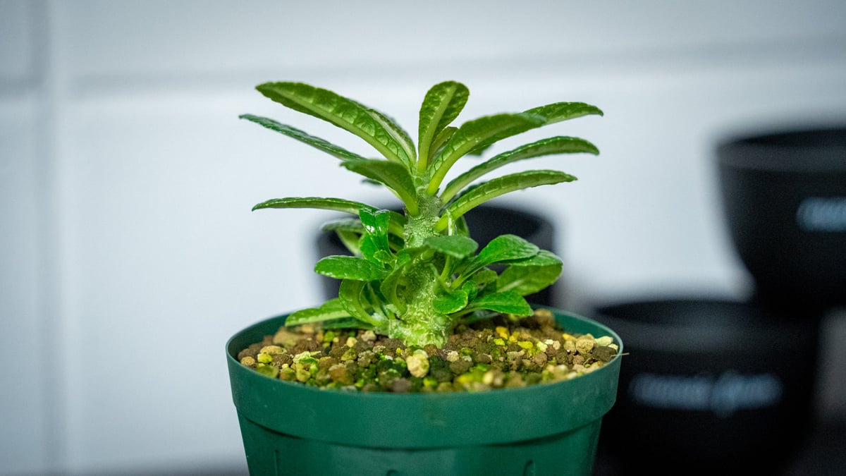 ドルステニア ギガス Dorstenia gigas | mana's farm:塊根植物・ア