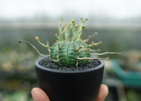 ユーフォルビア　バリダ　Euphorbia valida　No.1