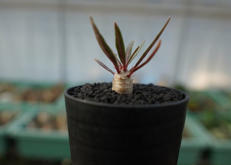 パキポディウム グラキリス⑥。短枝！手乗り安心発根済み。 【公式通販】