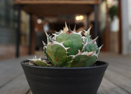 アガベ　チタノタ　FO-76　Agave titanota ”FO-76"　No.1