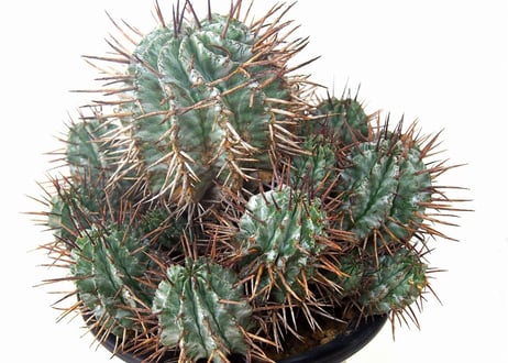 Euphorbia horrida　ユーフォルビア ホリダ群生