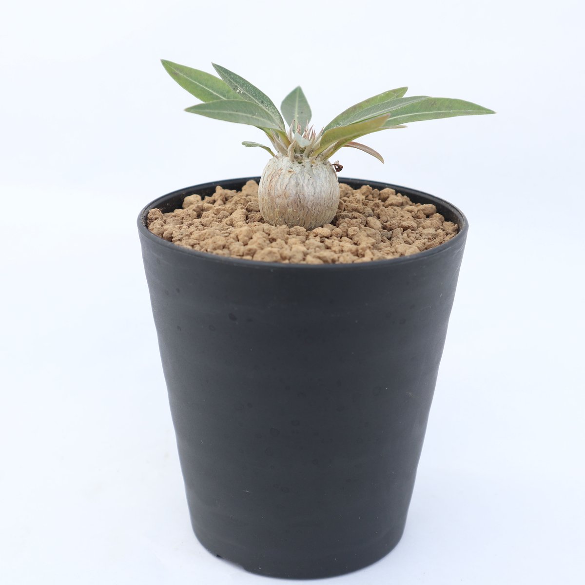 まるさん専用恵比寿大黒 扁平型 デンシカウレ 輸入株 fit=scale-down,w=1200