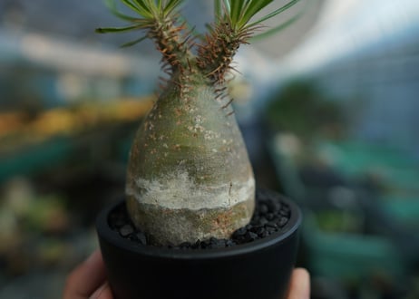 パキポディウム　グラキリス　 Pachypodium Gracilius  No.8