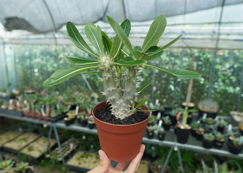 パキポディウム デンシフローラム Pachypodium densiflorum No.3 |...