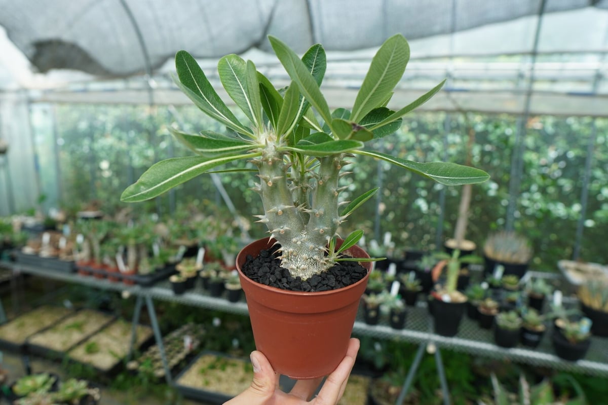 パキポディウム デンシフローラム Pachypodium densiflorum No.3 |