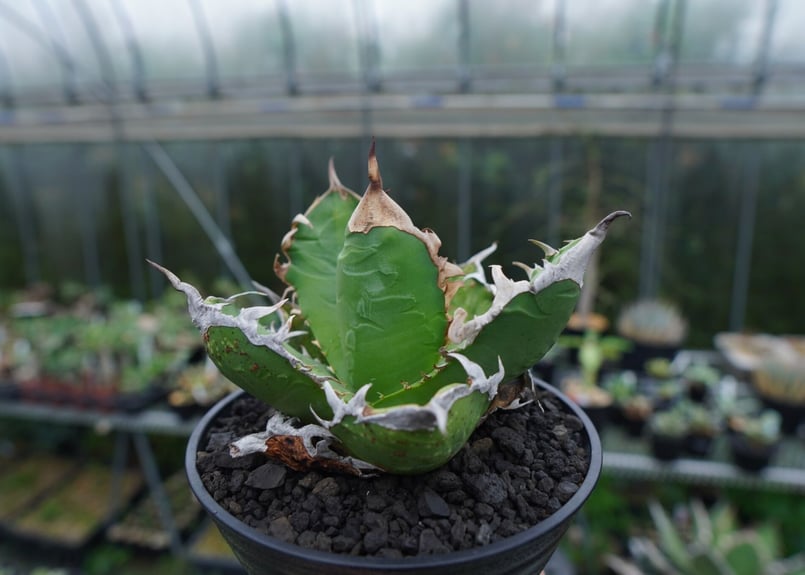 チタノタ 'GODZILLA' ゴジラ EU輸入 アガベ agave titanota オテロイ② ...