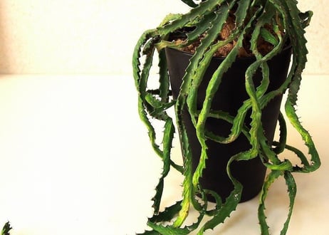 ユーフォルビア ステラータ 飛竜  Euphorbia stellata 12 未発根