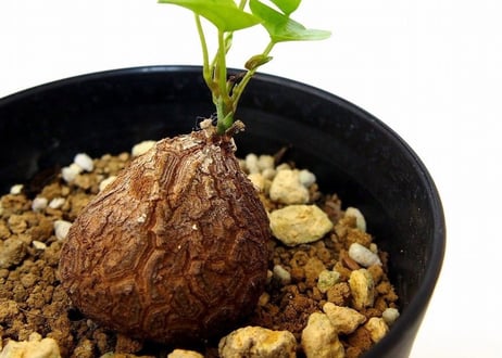dioscorea elephantipes　亀甲竜 ディオスコレア エレファンティペス