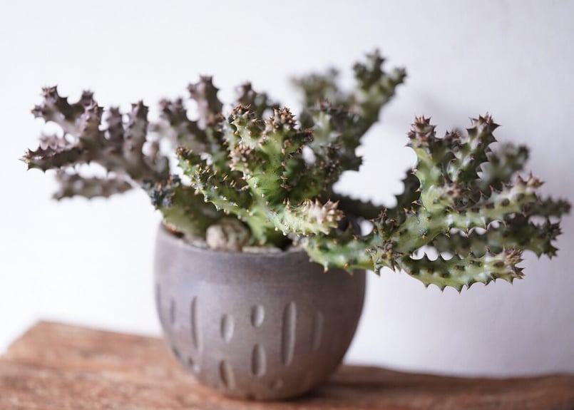 Edithcolea grandis | mana's farm:塊根植物・アガベ・ドライガー