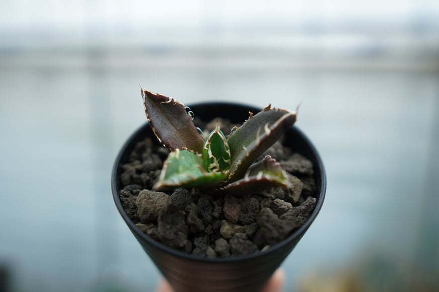 アガベ シャカズル ブルーグロー ドライガーデン 希少 アガベ