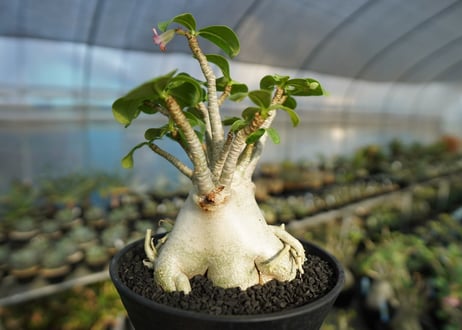 アデニウム　Adenium　No.2