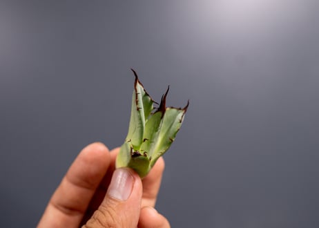 Agave titanota FO-76 P No.2 特選  子株 3株限定