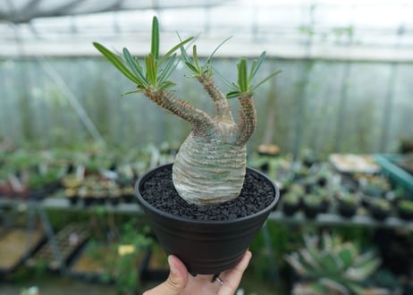 パキポディウム　グラキリス　 Pachypodium Gracilius  No.3