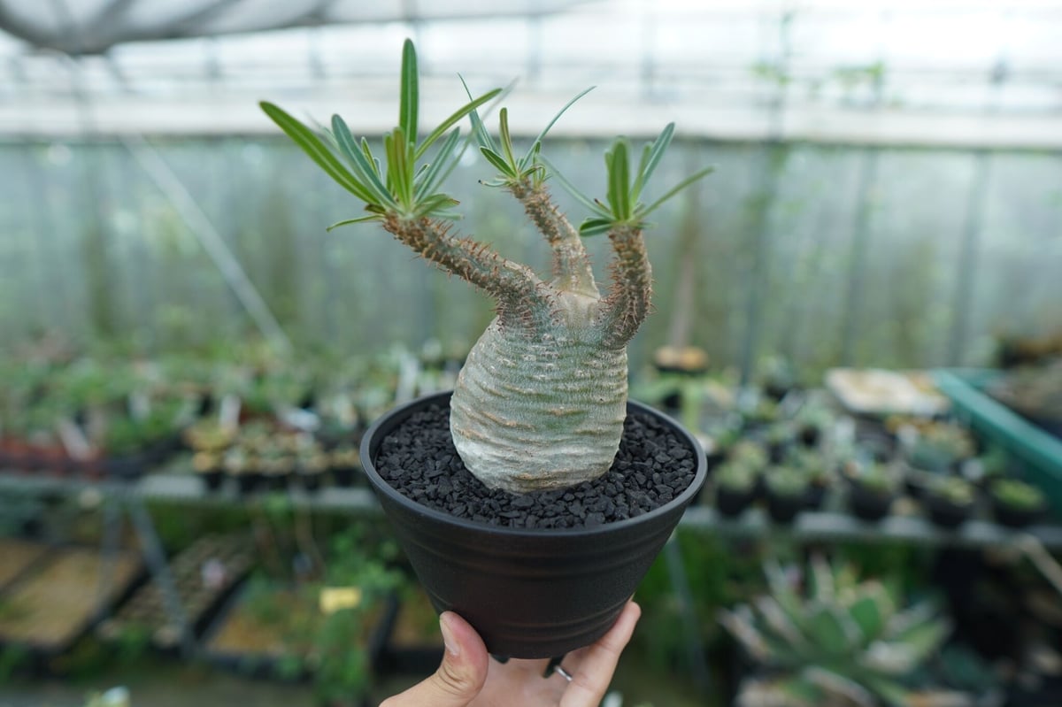 パキポディウム グラキリス Pachypodium Gracilius No.3 | ma