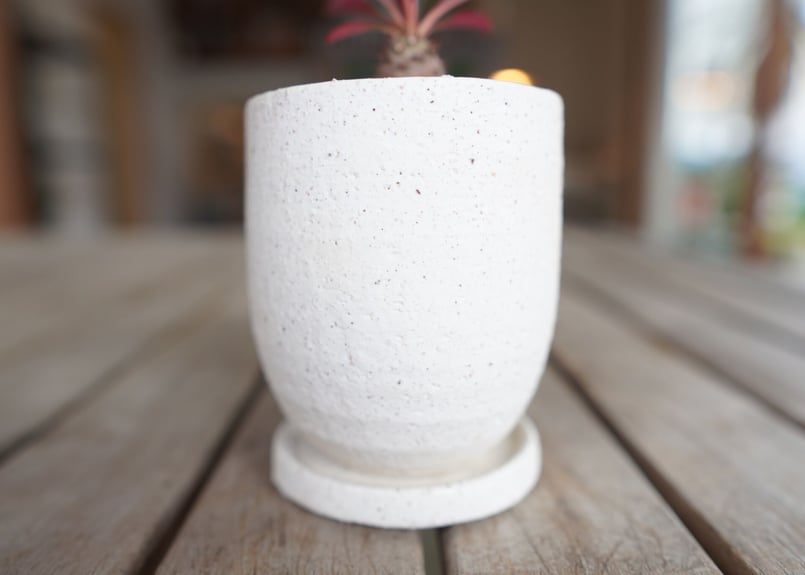 ユーフォルビア　パキポディオイデス (pachypodioides) ユーフォルビア パキポディオイデス | GREEN LUCK