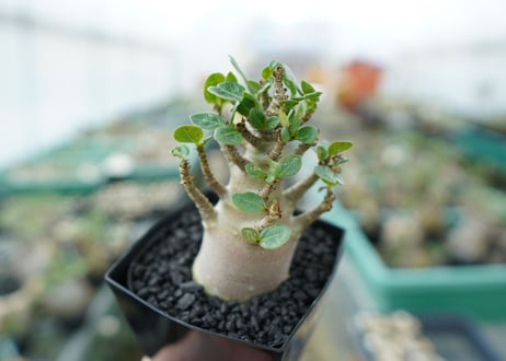 アデニウム　Adenium　No.1
