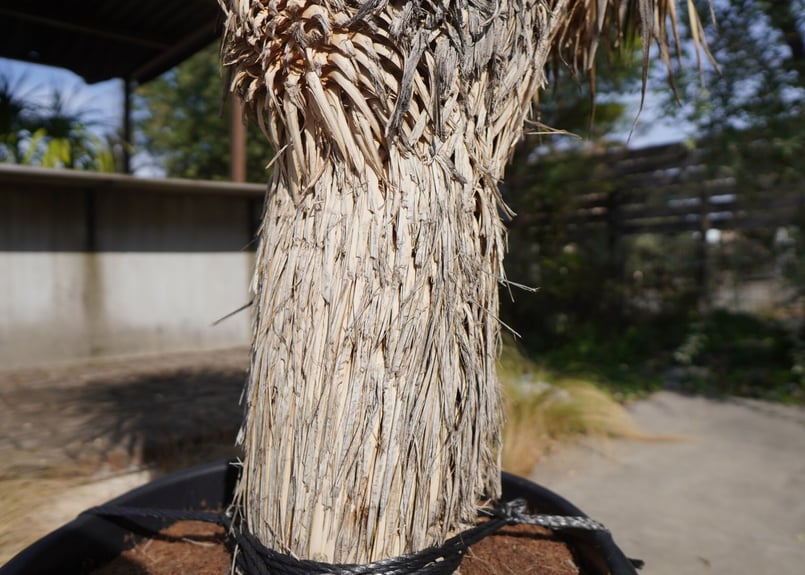 ユッカ ロストラータ ヒドラ yucca rostrata NO.2 | mana's gre ユッカ ロストラータ ヒドラ yucca rostrata NO.2 | mana's gre