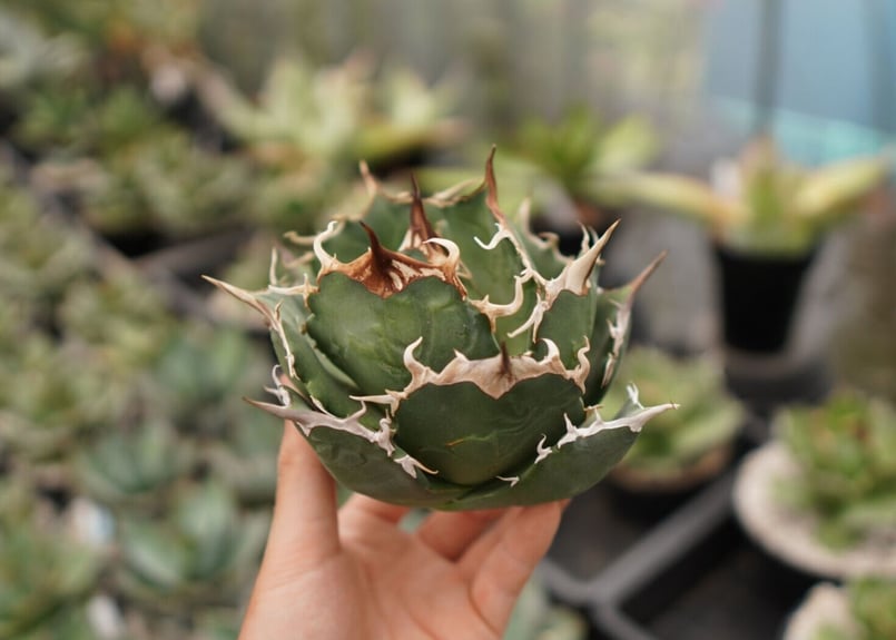 そ*お様 アガベ チタノタ 白鯨 親株 鉢付 8/24撮影 そ*お様 アガベ チタノタ 白鯨 親株 鉢付 8/24撮影 🌿Agave