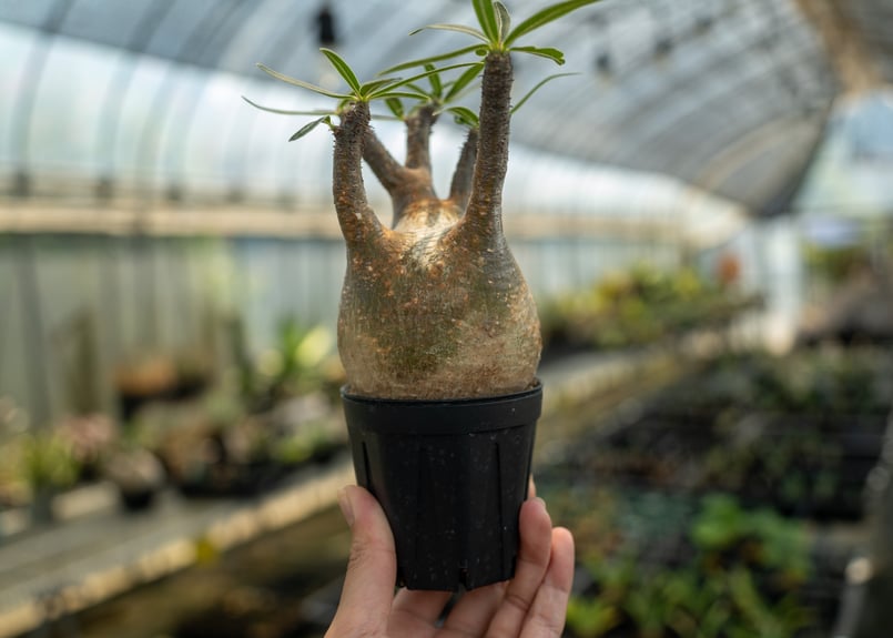 パキポディウム グラキリス No.8 | mana's farm:塊根植物・アガベ