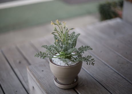 ぺラルゴ二ウム アッペンディクラツム 　Pelargonium appendiculatum