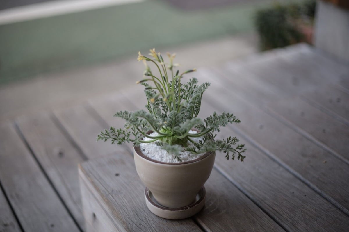ぺラルゴ二ウム アッペンディクラツム Pelargonium