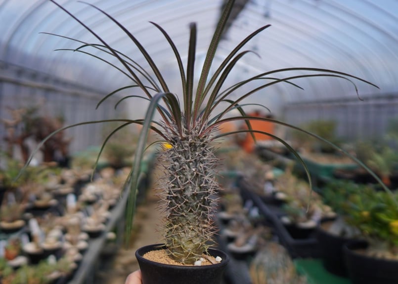 パキポディウム ゲアイ isla del pescado - Pachypodium geayi