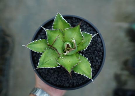 アガベ　チタノタ　Agave titanota　No.9