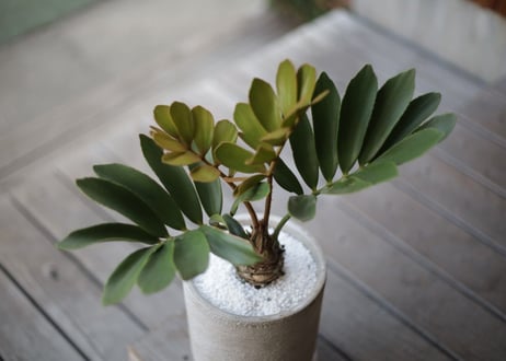 ザミア プミラ　Zamia pumila
