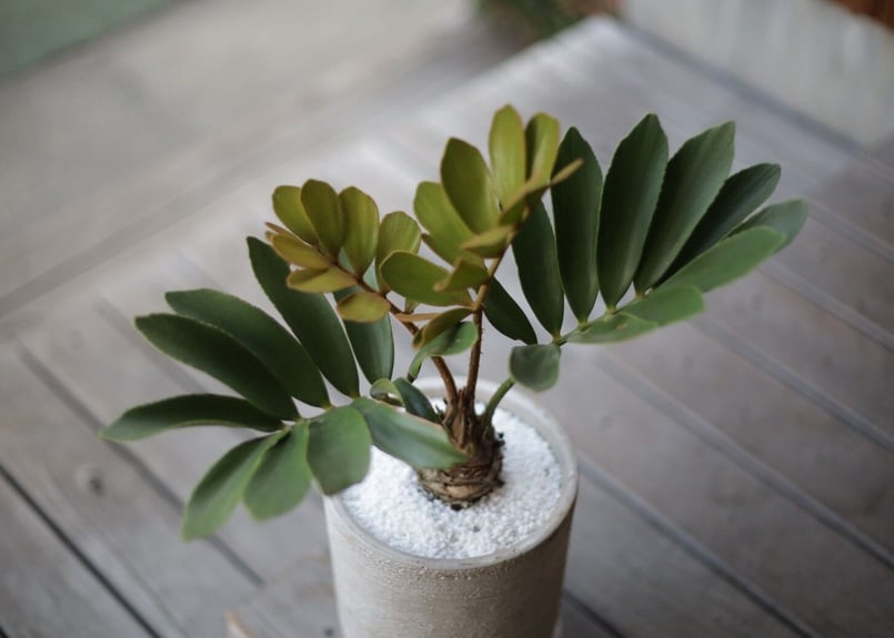 ザミア プミラ Zamia pumila | mana's farm:塊根植物・アガベ・ドライ